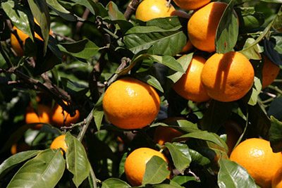 みかん狩りのご案内