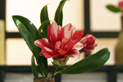 小室山公園つばき観賞会