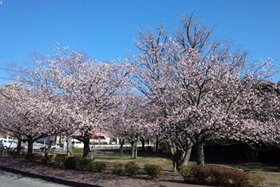 第40回 伊豆高原桜まつり