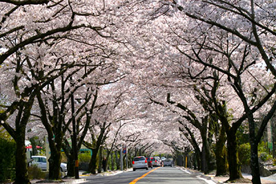 「第40回 伊豆高原桜まつり」